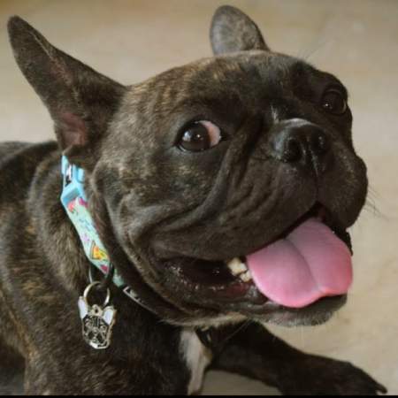 french bulldog black panama.jpg